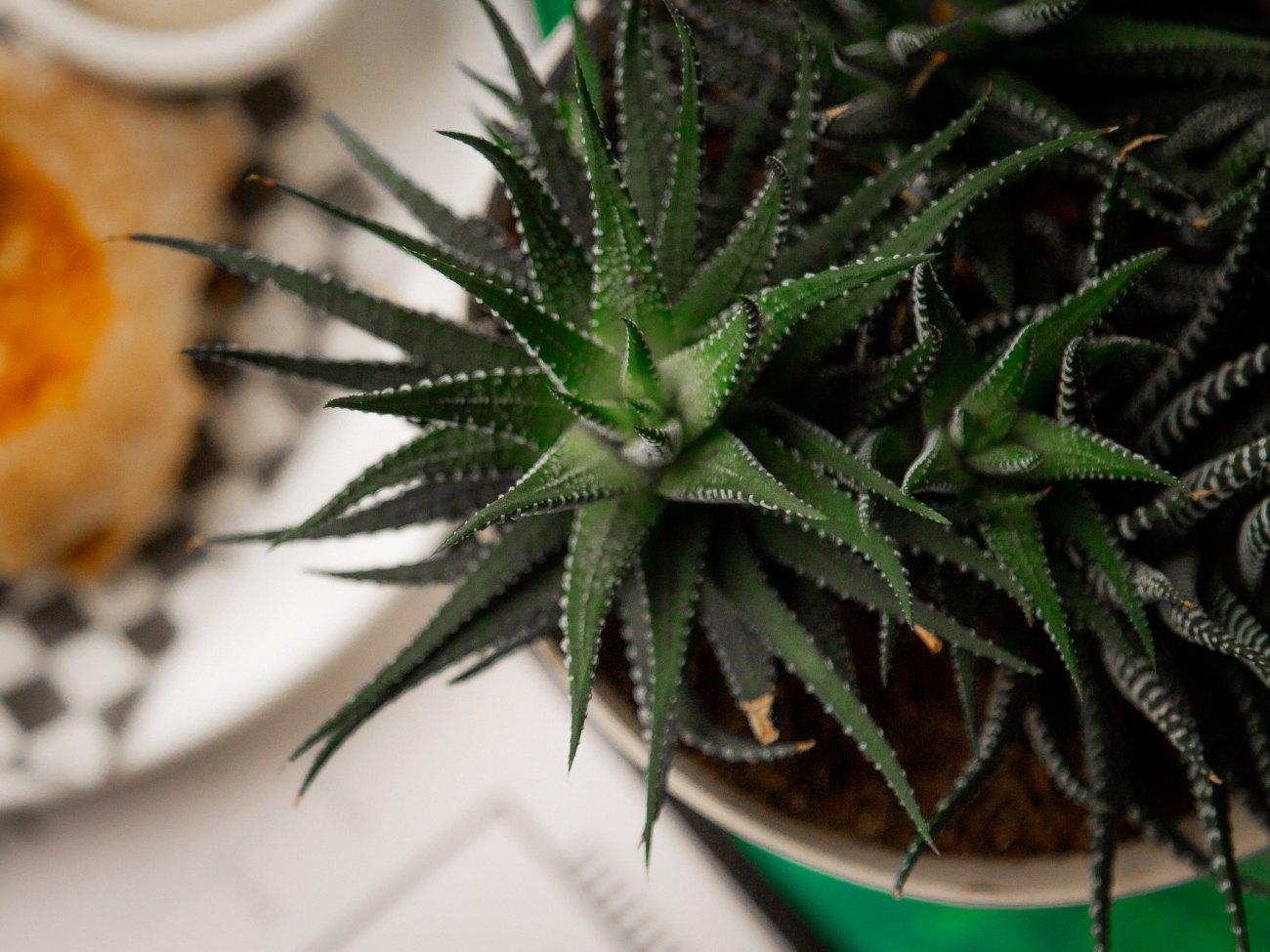 Antidote Bouffe Végane - Restaurant Cuisine Végétalienne Mercier-Hochelaga-Maisonneuve, Montréal