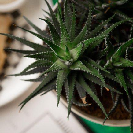 Antidote Bouffe Végane - Restaurant Cuisine Végétalienne Mercier-Hochelaga-Maisonneuve, Montréal